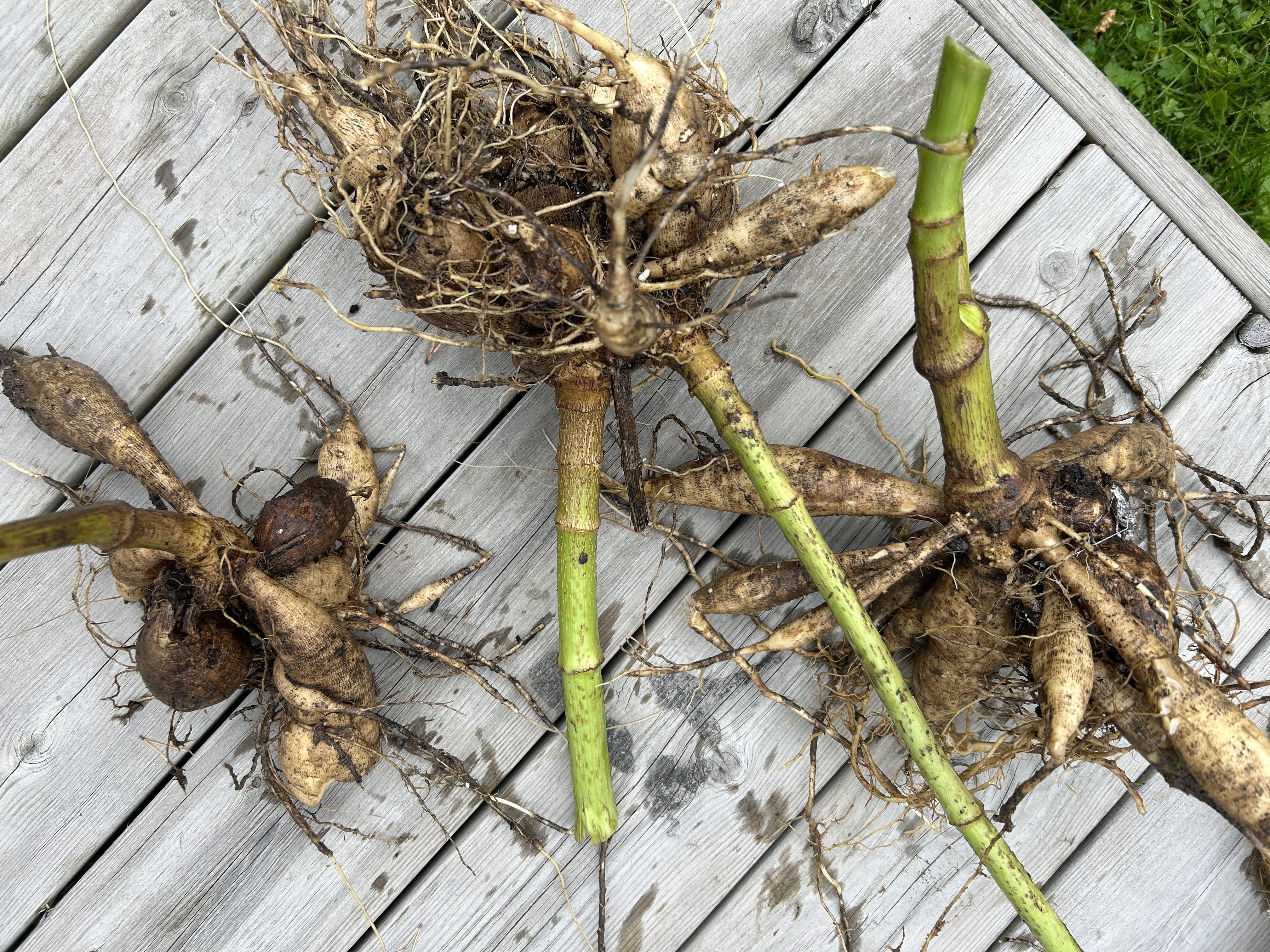 Dahliaknoller tatt opp av jorda for overvintring