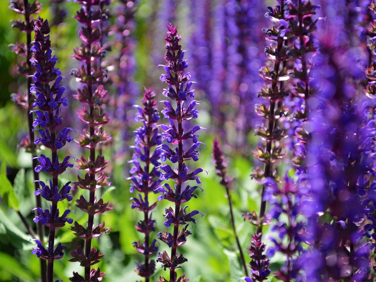 Steppesalvie – slik lykkes&nbsp;du