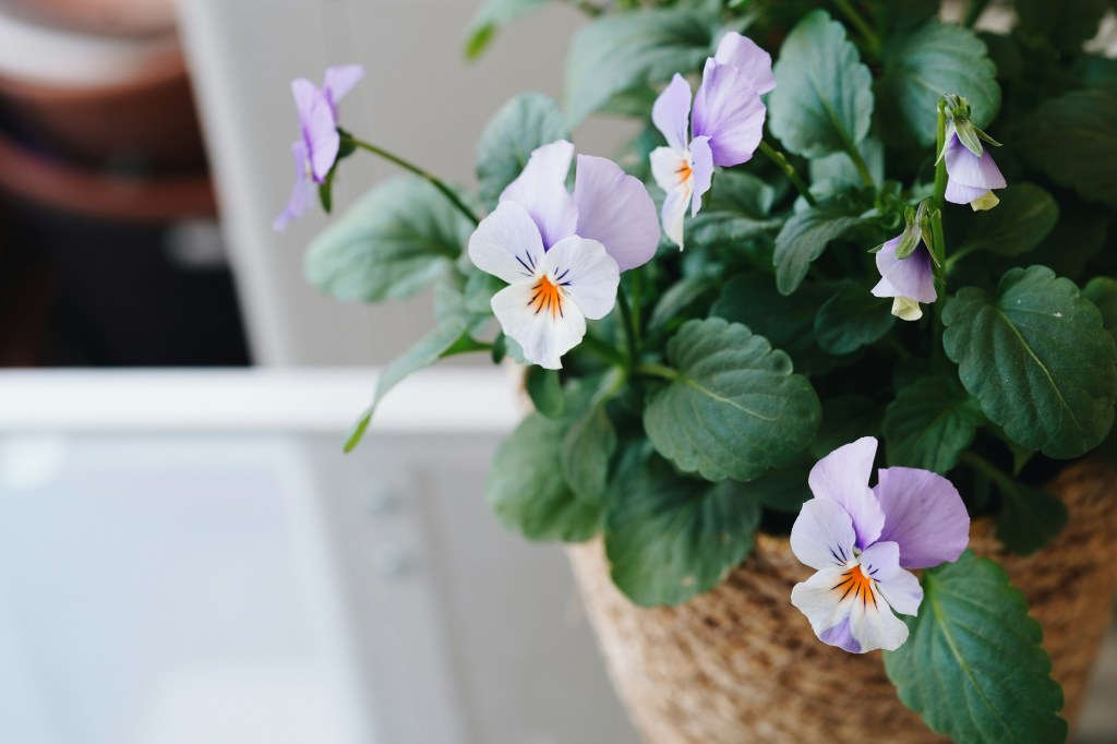 Lyse rosa stemorsblomster