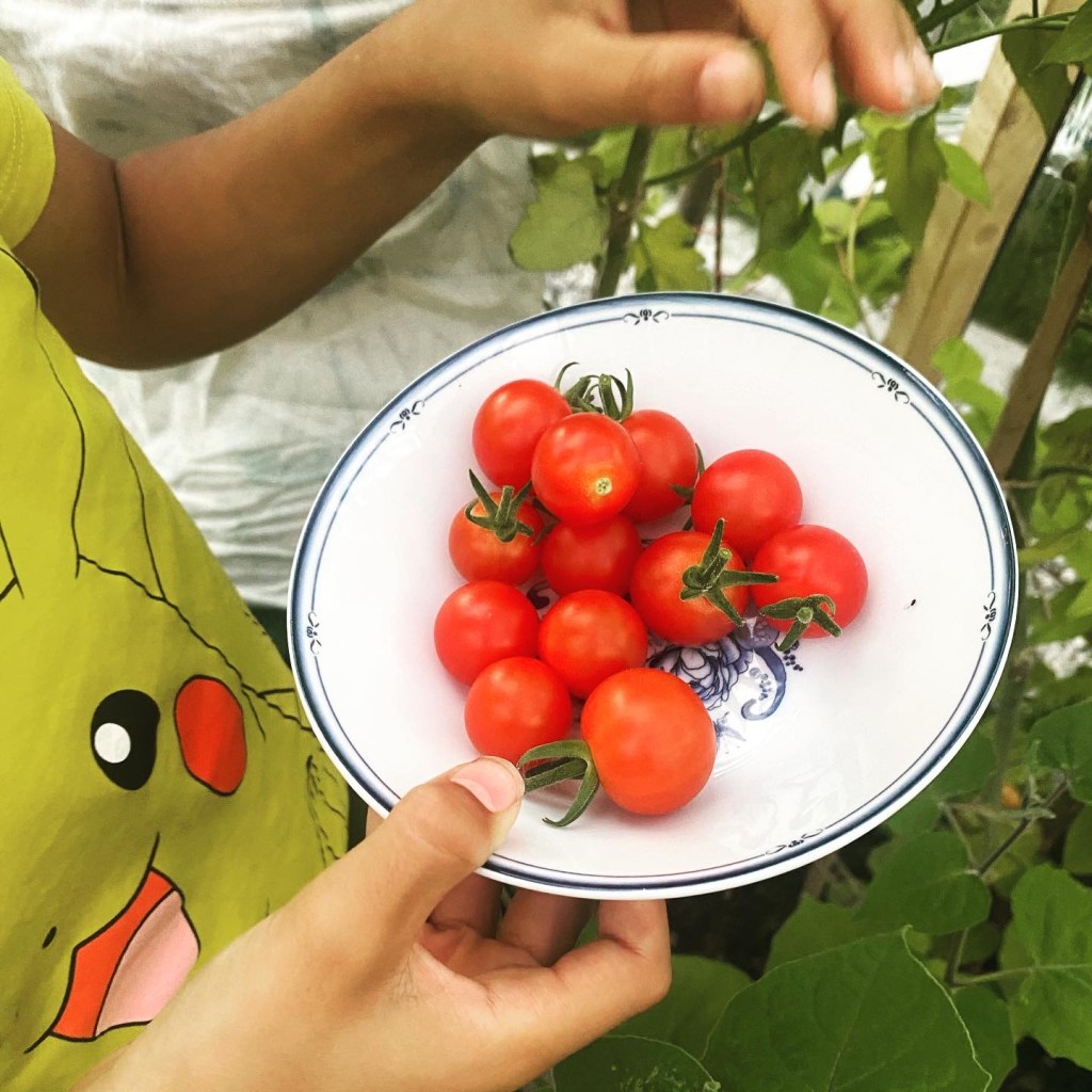 Barn plukker inn tomater