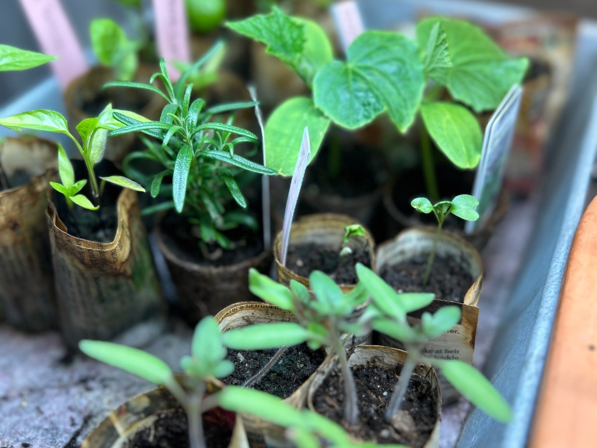 Forkultivering: Kom i gang og så fra&nbsp;frø!