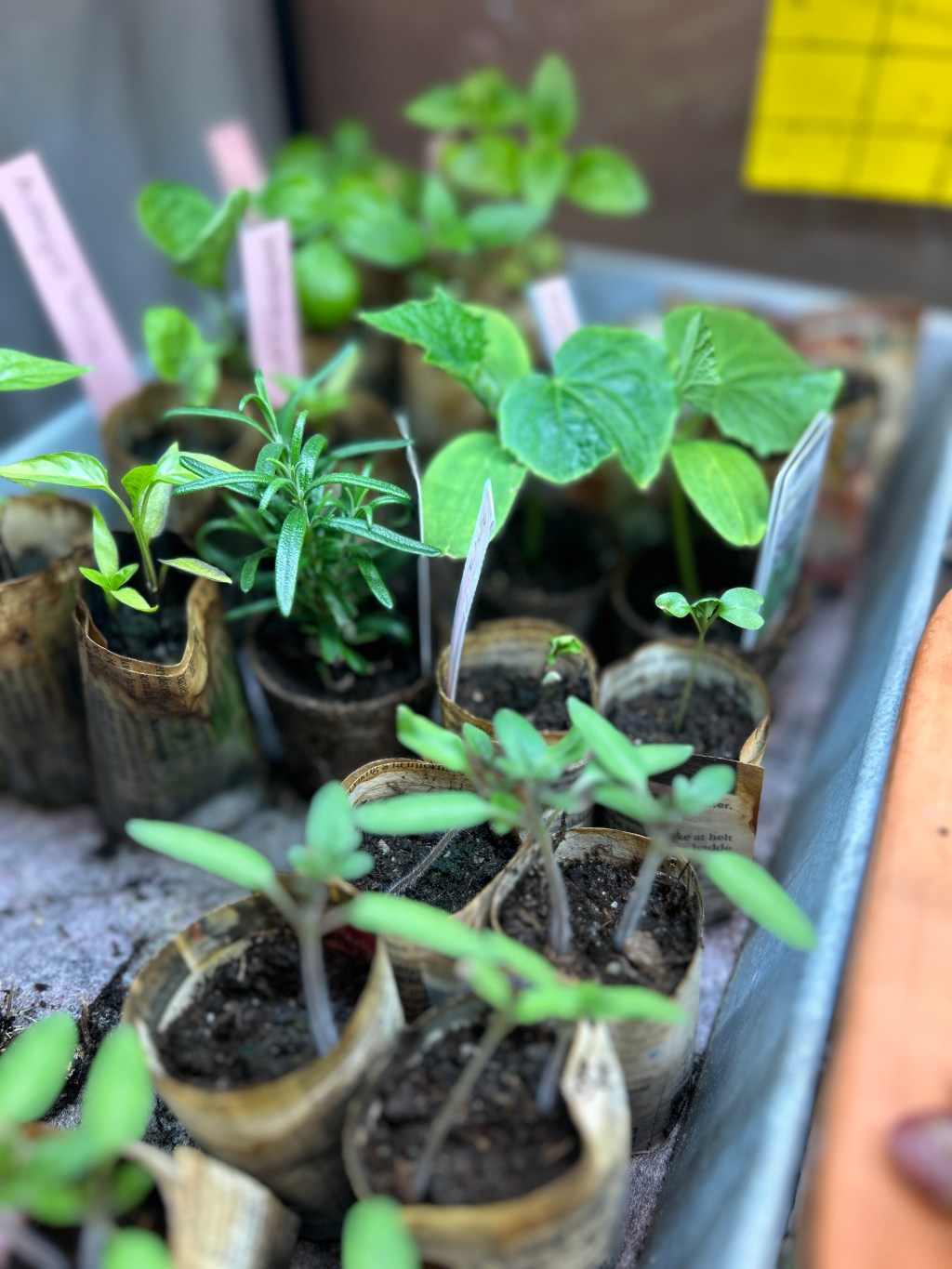 Forkultivering: Kom i gang og så fra&nbsp;frø!