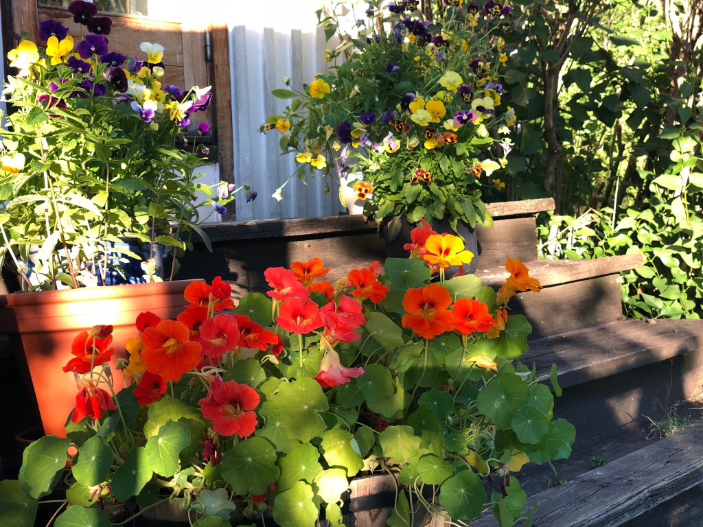 Blomkarse på trappen