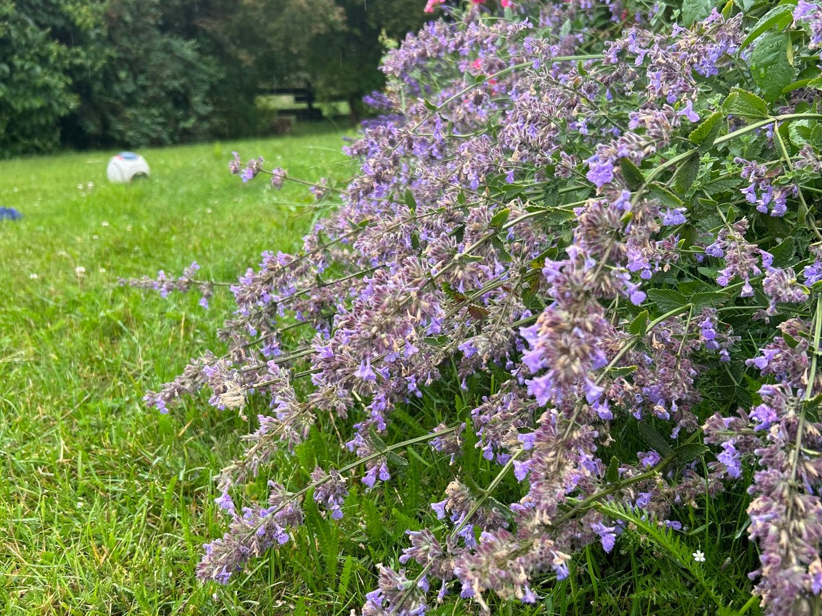 Kattemynte – slik lykkes&nbsp;du