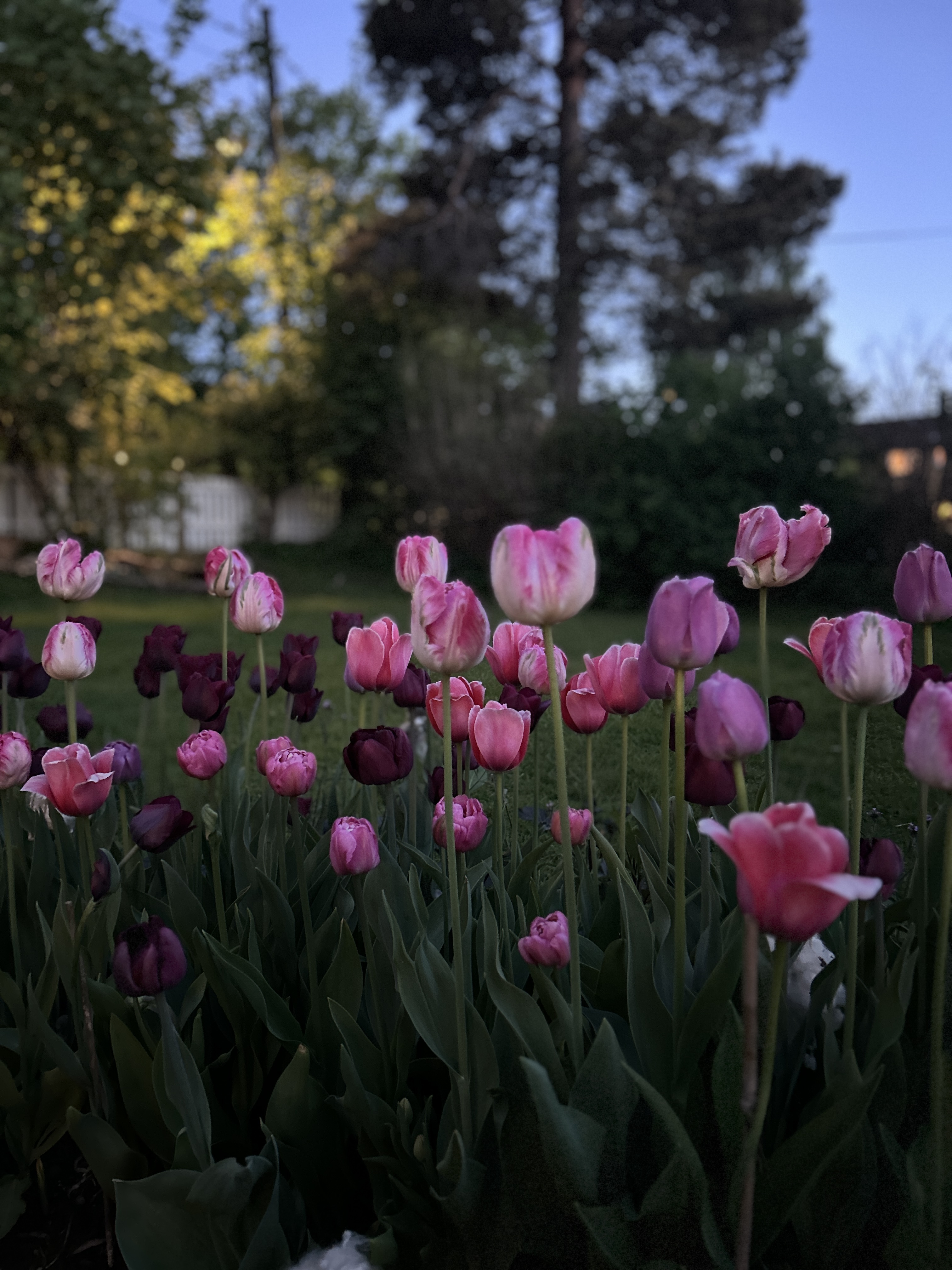 Tulipaner – slik lykkes du