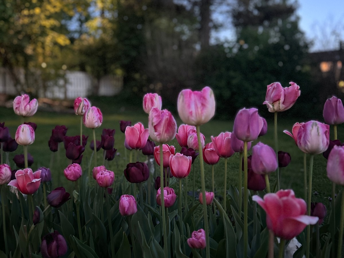 Tulipaner – slik lykkes&nbsp;du