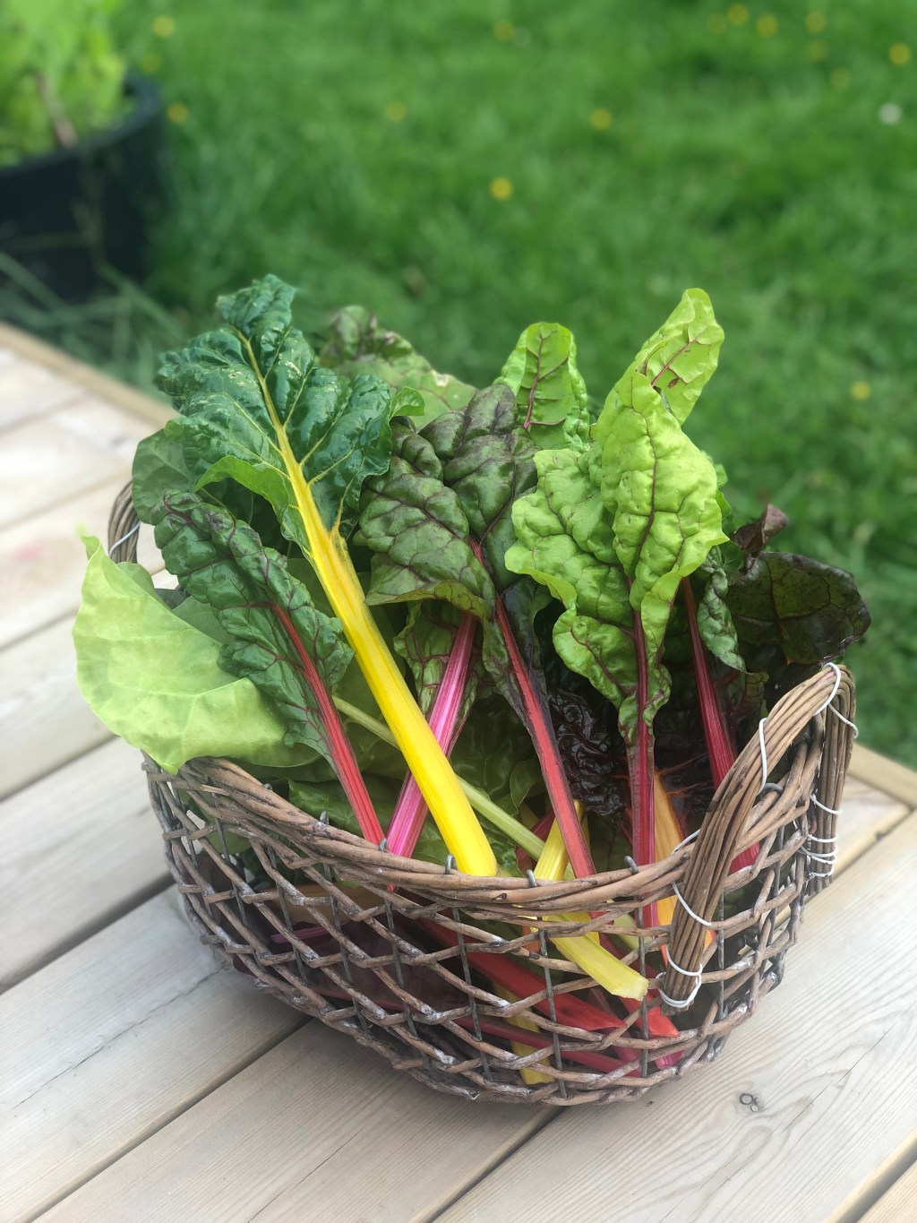 Slik dyrker du&nbsp;mangold