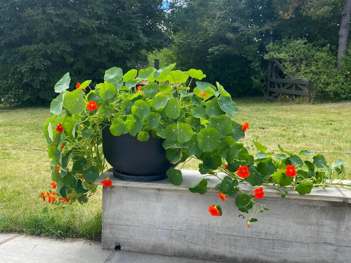 Blomkarse – slik lykkes&nbsp;du