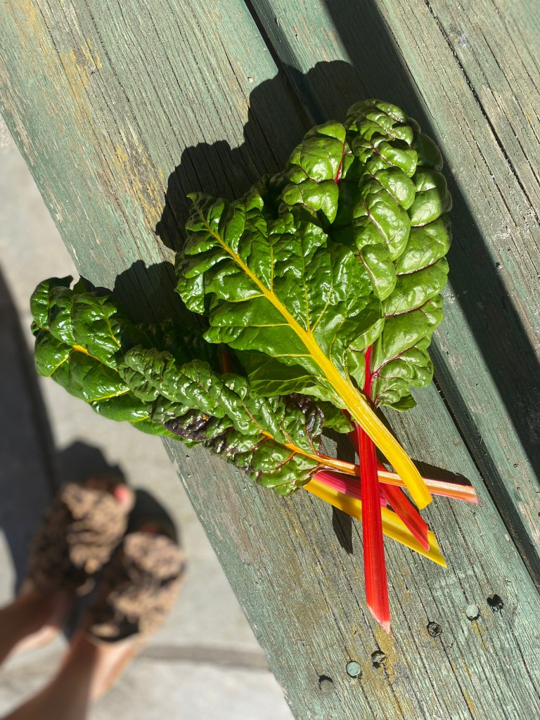 Vakre mangoldstilker