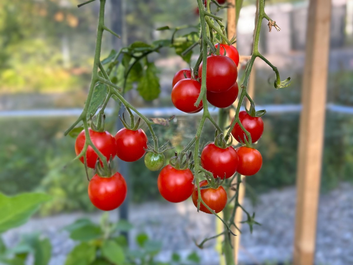 Slik dyrker du&nbsp;tomater