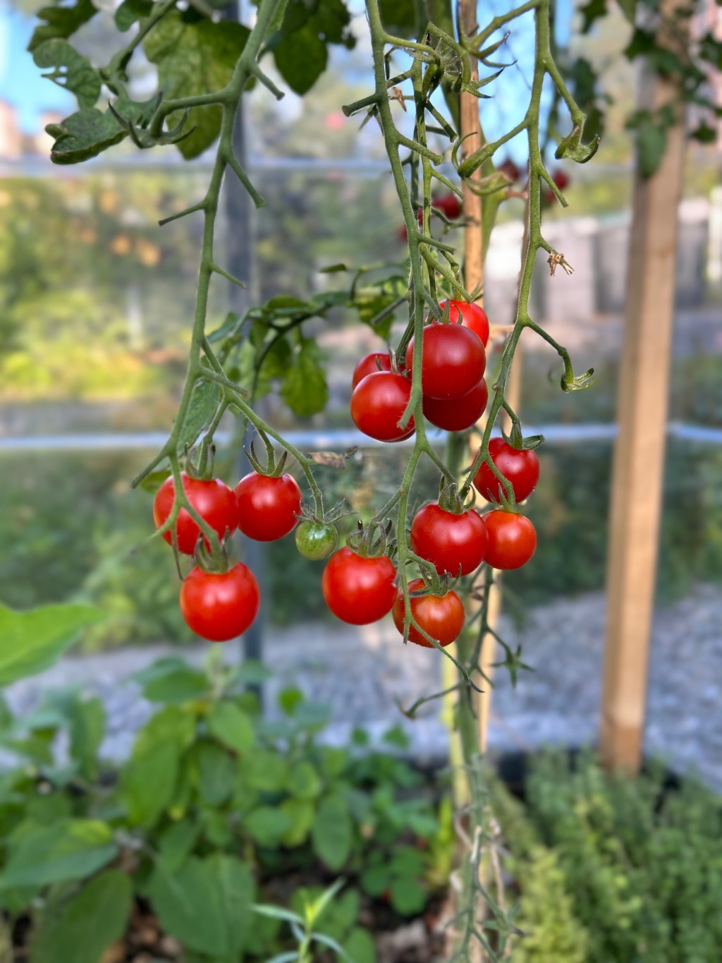 Solmodne kirsebærtomater