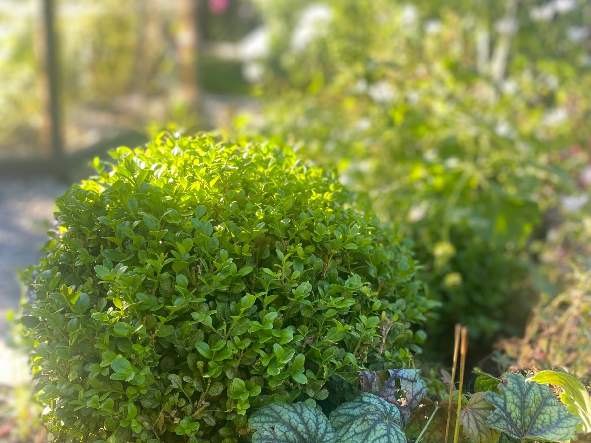 Buksbom – slik lykkes&nbsp;du