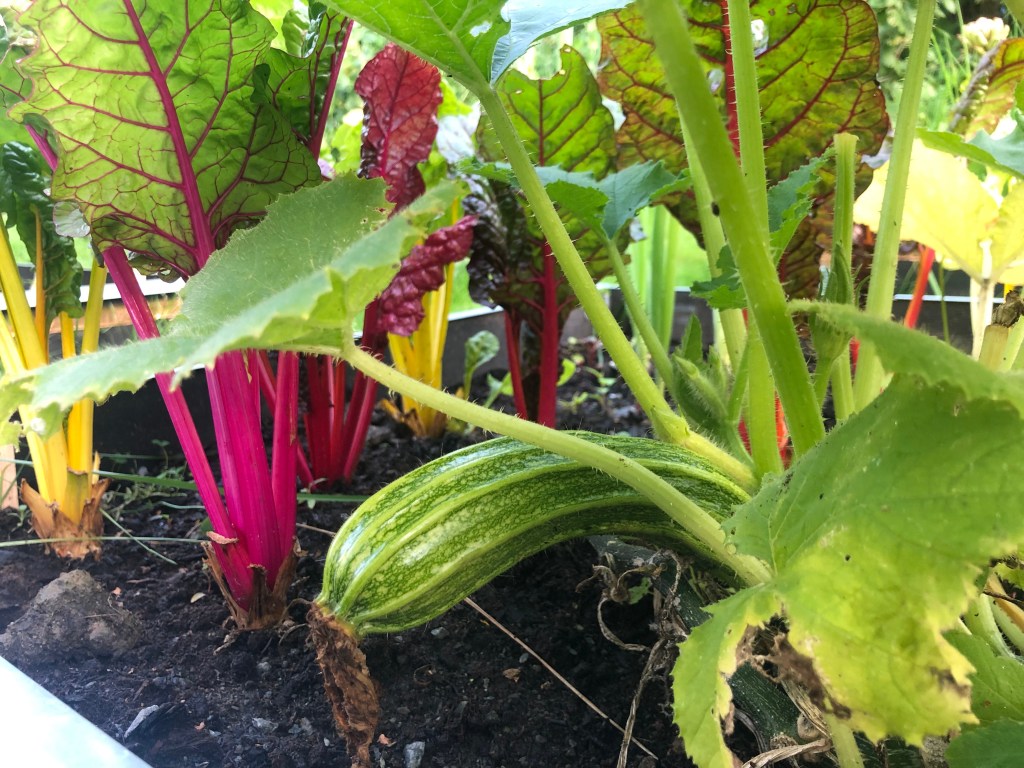 Mangold i kjøkkenhagen