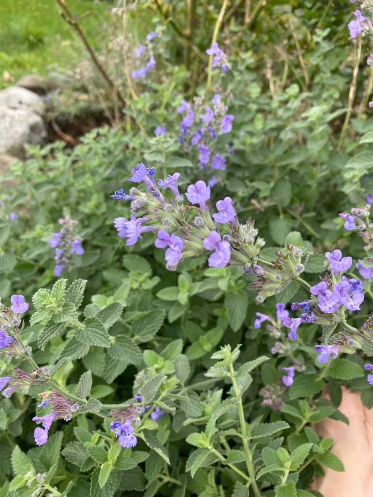 Nærbilde av kattemynte i et bed