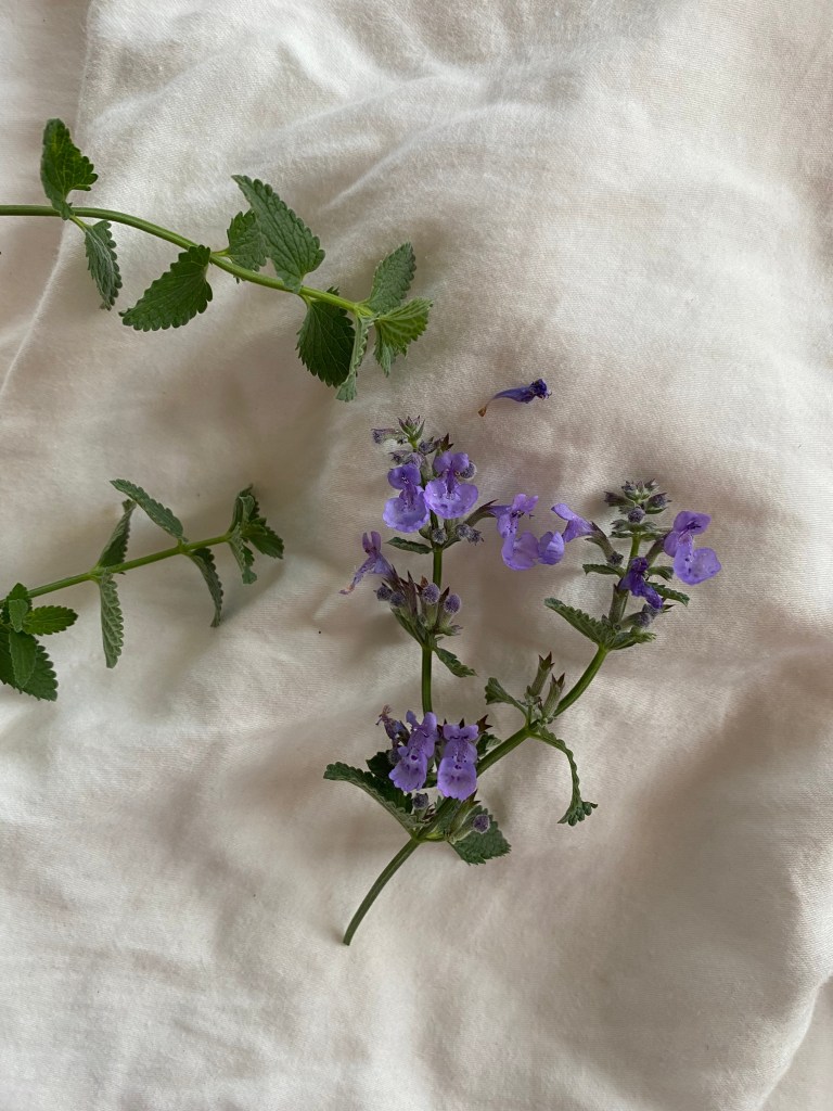 Kattemynte på en hvit duk