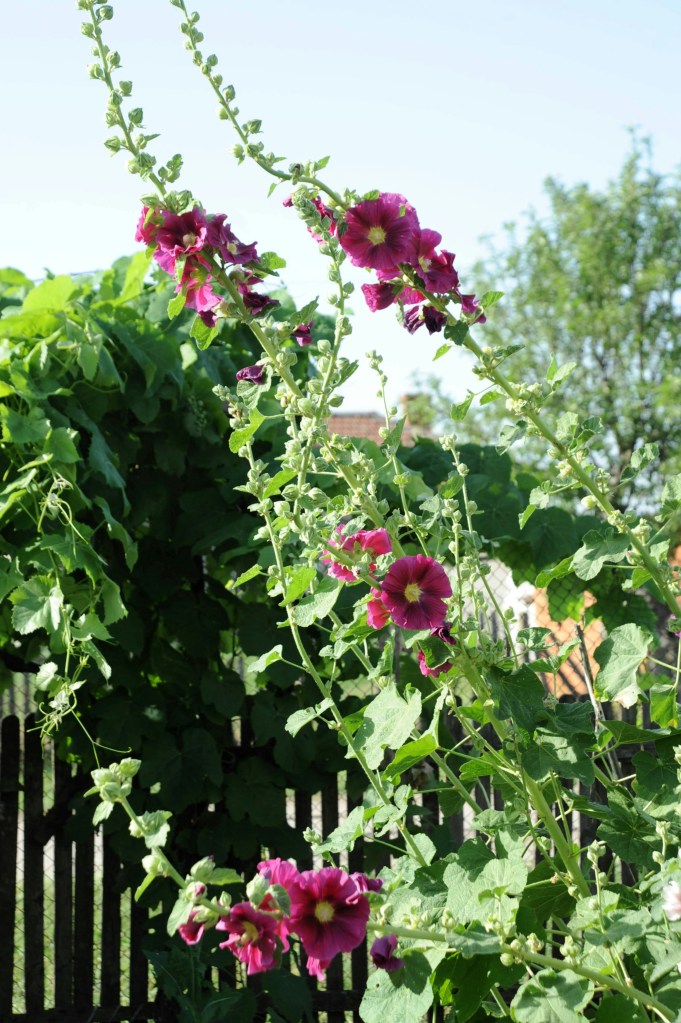 Vilt bed med stokkroser mot et gjerde