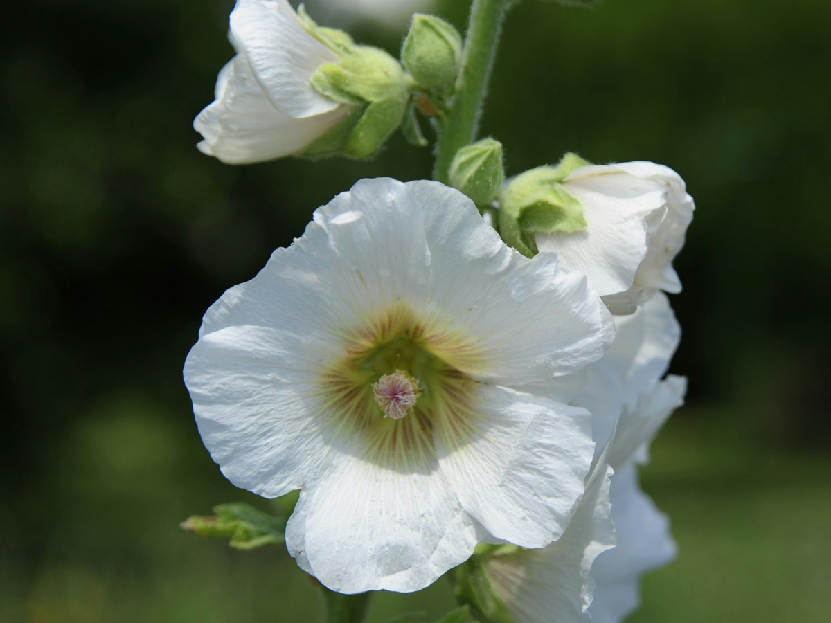 Stokkrose – slik lykkes&nbsp;du