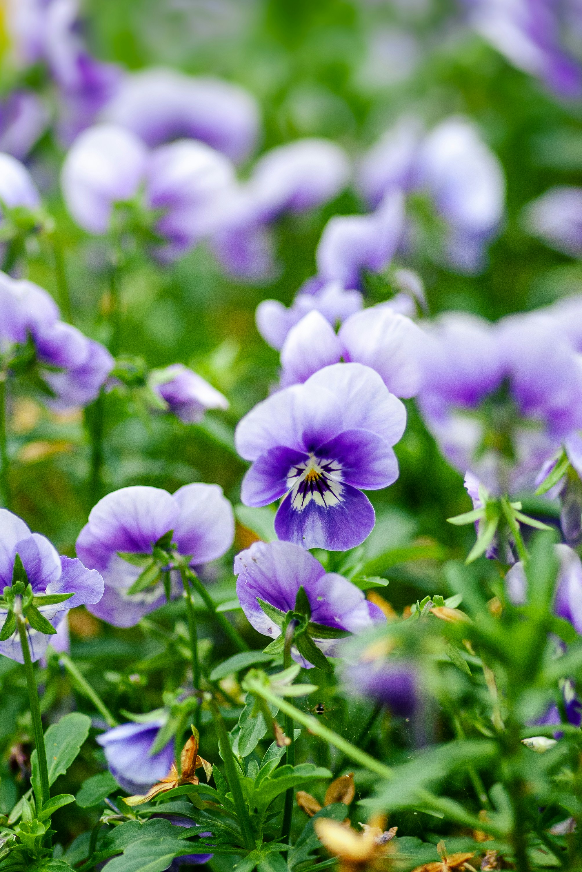Stemorsblomst – slik lykkes du
