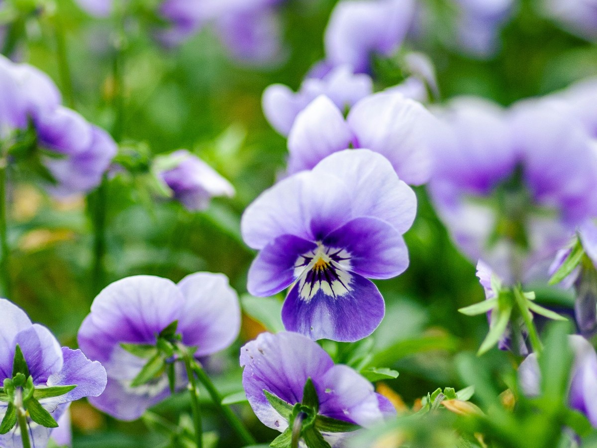 Stemorsblomst – slik lykkes&nbsp;du