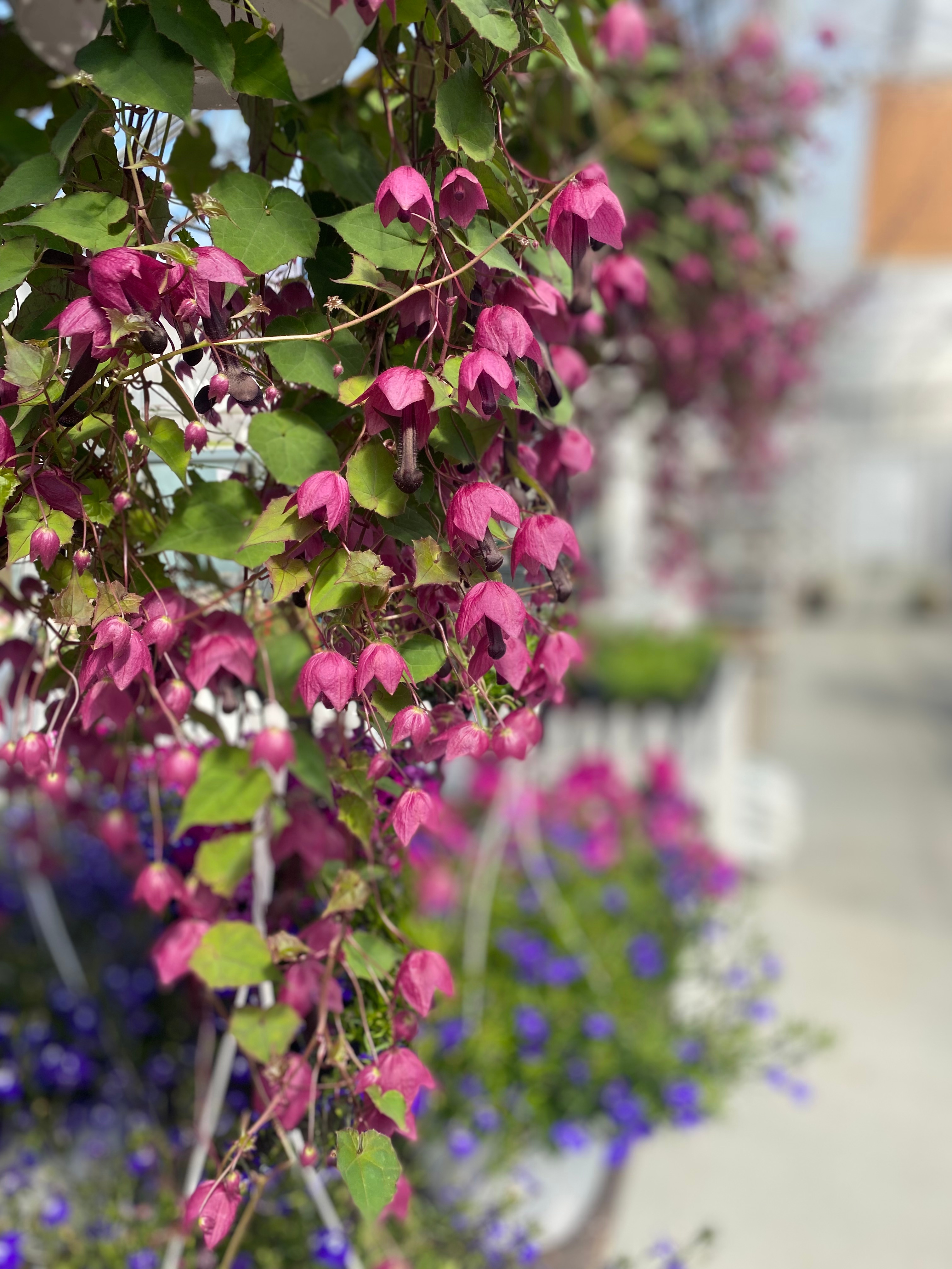 Blodbeger – slik lykkes du