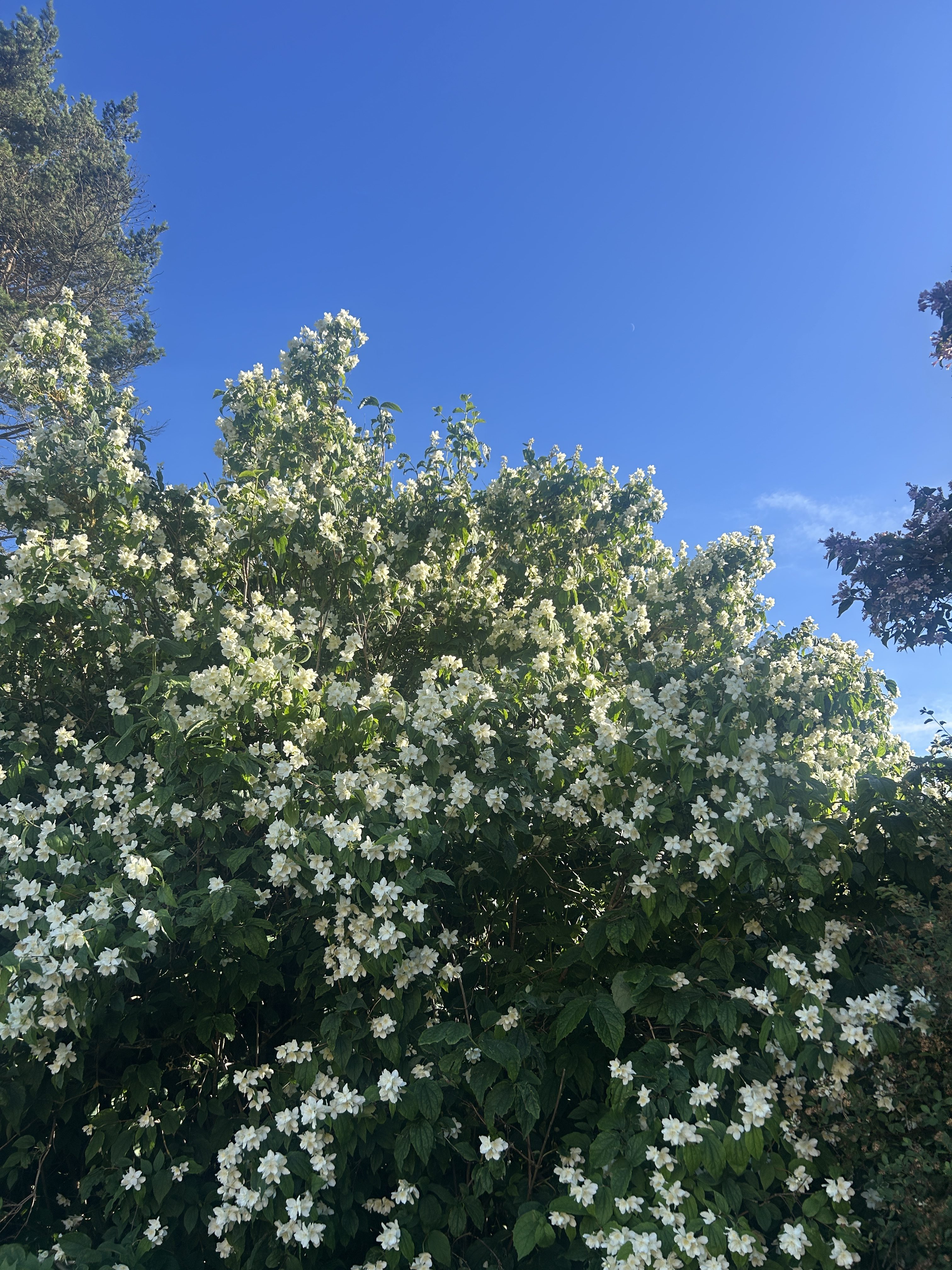 Skjærsmin – slik lykkes du