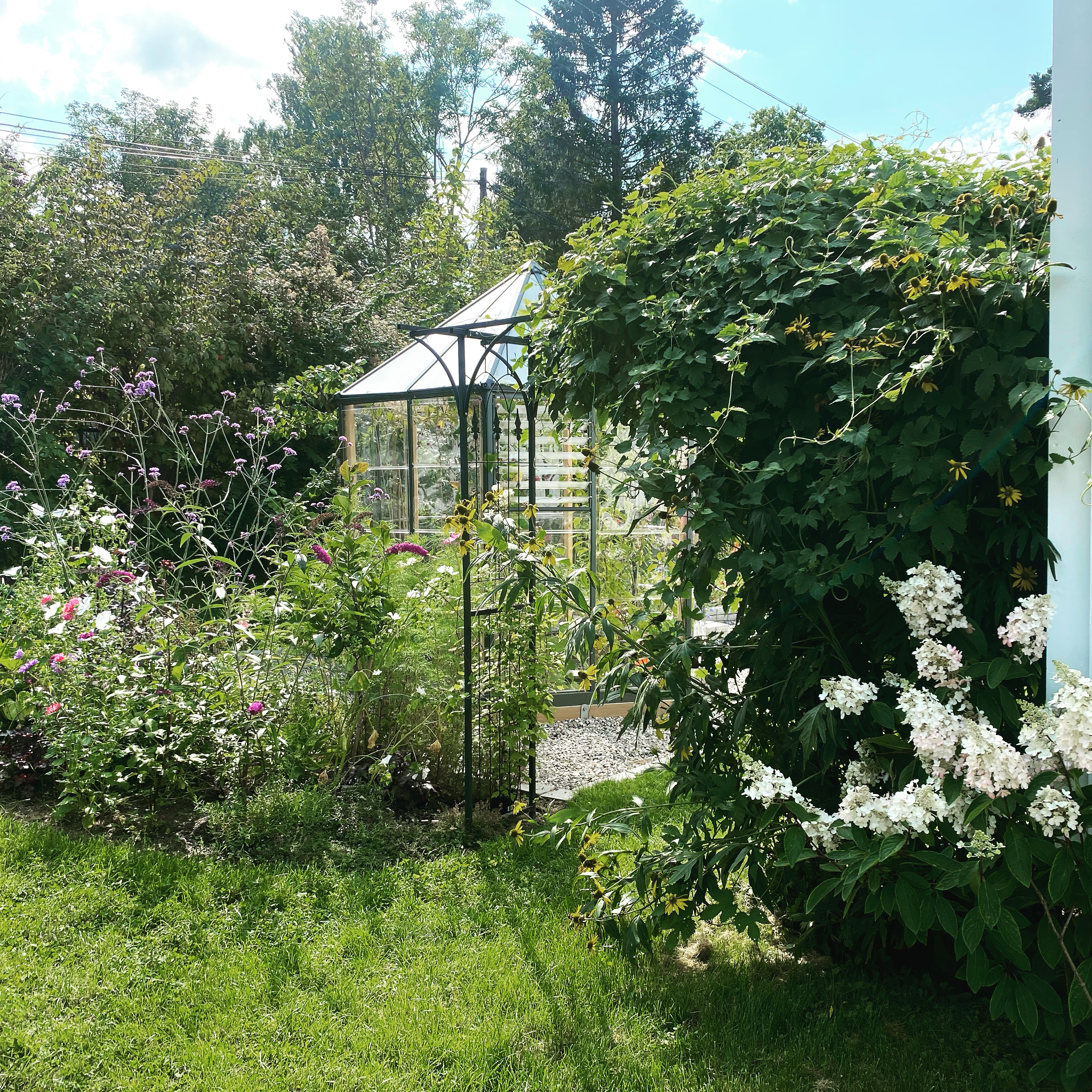Planter som trives i leirjord: 20+ stauder, sommerblomster og busker